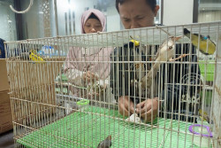 Tim Gabungan Gagalkan Penyelundupan Burung Liar di Bandara YIA