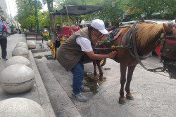 Puluhan Kuda Bunting Dioperasikan Menarik Andong di Malioboro Jogja