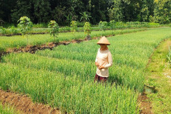 Dinilai Lebih Menguntungkan, Warga Purwosari Gunungkidul Getol Menanam Bawang Merah