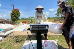 Bulog Beli Gabah Kering Panen Rp6.500 per Kg, Petani DIY Sumringah