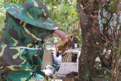 Kisah Pelestari Hutan Rakyat di Kedungpoh Lor Gunungkidul dengan Budi Daya Lebah Madu