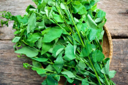 Daun Katuk Membantu Melancarkan Produksi ASI dan Meningkatkan Imun