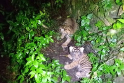 Harimau Sumatera Lahirkan 2 Anak, Diberi Nama Nunuk dan Ninik