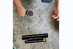 Heboh Banyak Cacing Keluar dari Permukaan Tanah di Bantul, Begini Penjelasan Akademisi UMY