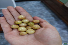 Ini 7 Manfaat Buah Ciplukan untuk Kesehatan Jantung
