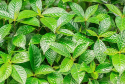 10 Daun Ini Bermanfaat untuk Kesehatan Ginjal, dari Seledri hingga Kali Beling