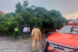 Dampak Hujan dan Angin Kencang di Sleman, Warga Widodomartani Ngemplak Meninggal Tertimpa Pohon