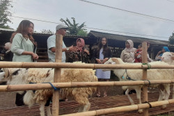 Iduladha 2025, Mahasiswi Dikerahkan untuk Tingkatkan Penjualan Hewan di Bantul