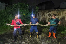 Ular Sanca 2 Meter Ditangkap saat Akan Memangsa Ayam Milik Warga Patuk Gunungkidul