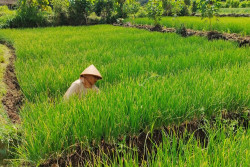 Sering Kesulitan Air, Petani Bawang Merah di Purwosari Gunungkidul Minta Dibuatkan Sumur Bor