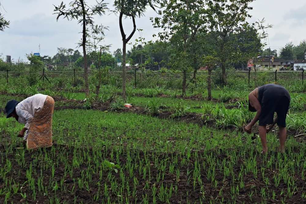 Tahun Depan, Lahan Pertanian Produktif di Kulonprogo Diperkirakan Menyusut