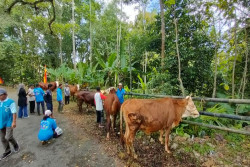 Jelang Kurban, Ternak di Gunungkidul Wajib Kantongi Surat Kesehatan Hewan