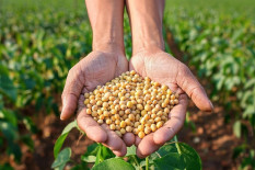 Petani Gunungkidul Mulai Panen Raya Kacang, Begini Hasilnya