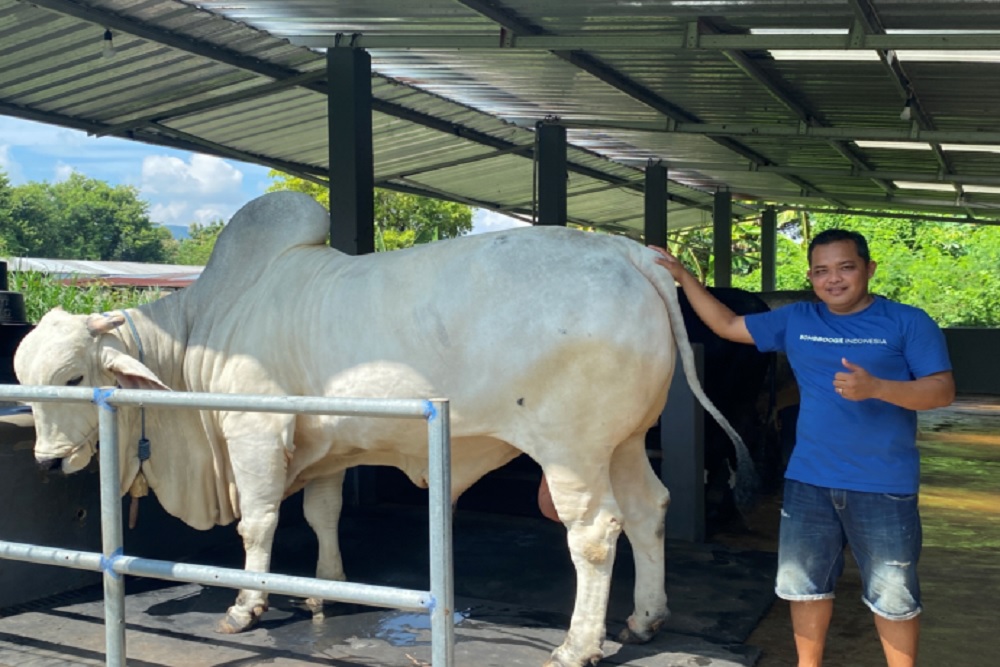 Iduladha 2025, Sapi Kurban Anom van Pleret Jadi Pilihan Prabowo