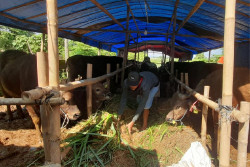 Tiga Pekan Jelang Iduladha, Penjualan Hewan Kurban di Bantul Lesu