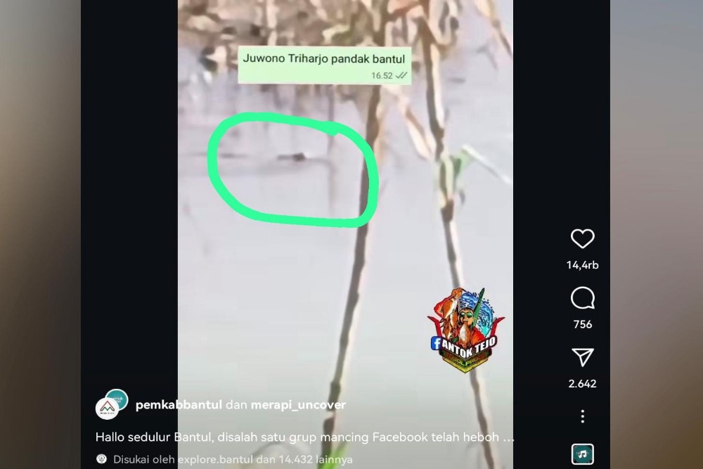 Viral Akun Pemkab Bantul Unggah Video Keberadaan Buaya di Sungai Progo, Ini Penjelasan Diskominfo