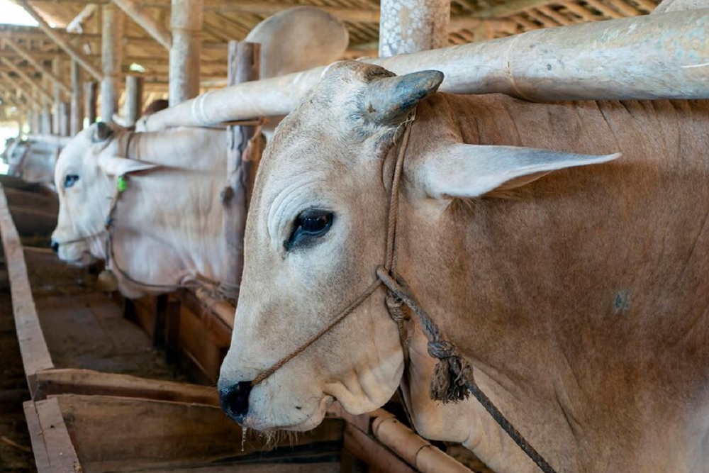 Jelang Iduladha, Bakul Hewan Kurban di Kulonprogo Batasi Sapi dari Gunungkidul