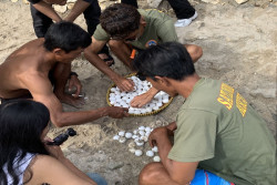 Ratusan Telur Penyu Ditemukan di Pantai Wediombo Gunungkidul