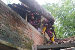 Hujan Disertai Angin Kencang di Sleman, 2 Rumah dan 1 Bangunan SD Tertimpa Pohon Tumbang