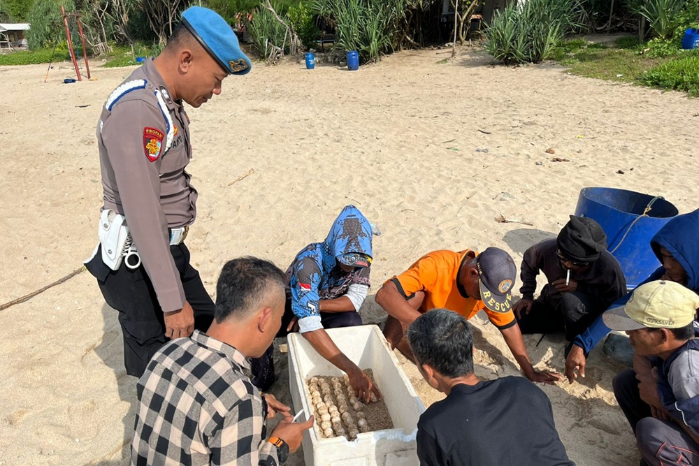 Ratusan Telur Penyu Kembali Ditemukan, Kali Ini di Pantai Jungwok Gunungkidul