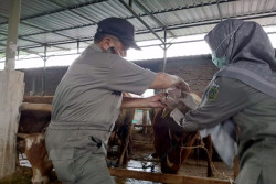 Jelang Iduladha, Permintaan Hewan Kurban di Bantul Turun