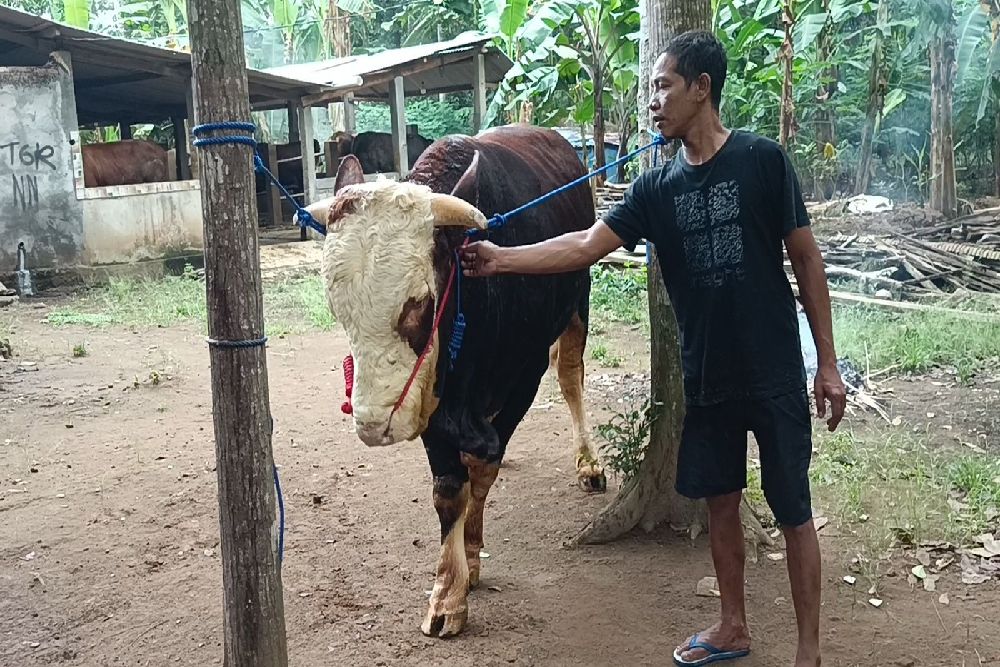 Hercules Jadi Sapi Kurban Presiden Prabowo, Kebanggaan Warga Brosot Kulonprogo