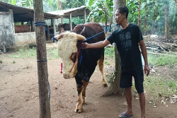 Hercules Jadi Sapi Kurban Presiden Prabowo, Kebanggaan Warga Brosot Kulonprogo