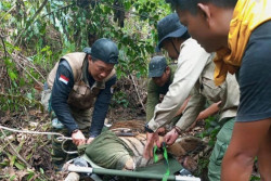 Alami Luka Serius Akibat Jeratan, Harimau Sumatera Bakal Diamputasi