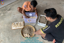 Temuan Telur Penyu di Gunungkidul pada Mei ini Rekor Terbanyak Sejak 2021