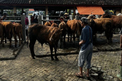 Jelang Kurban, Pedagang Pasar Hewan di Gunungkidul Mengeluh Sepi Pembeli