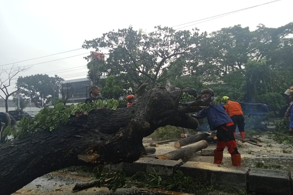 Pohon Munggur Tumbang, Tutup Akses Jalan Ring Road Selatan Bantul