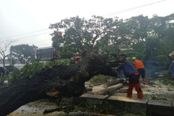 Pohon Munggur Tumbang, Tutup Akses Jalan Ringroad Selatan Bantul