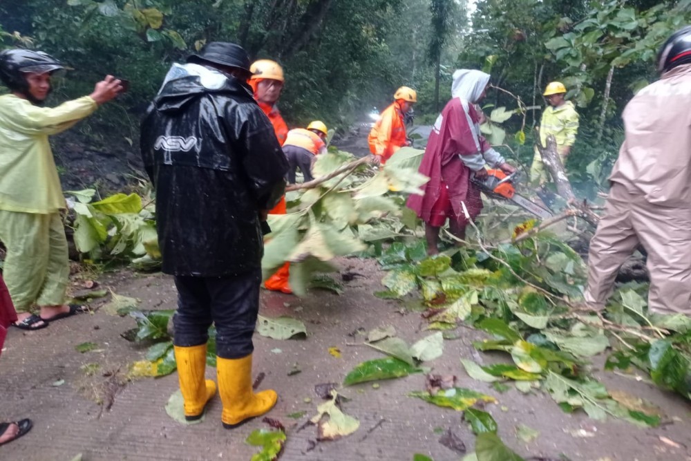 Dampak Hujan Deras di Kulonprogo: Pohon Tumbang Menutup Tutup Jalan hingga Menimpa Kabel Listrik