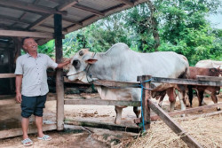 Kenalkan Seno, Sapi Kurban Dibeli Oleh Presiden Prabowo Asal Ngawen Gunungkidul yang Dimandikan Setiap Hari