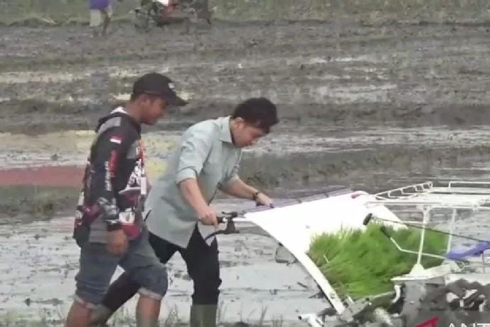 Wapres Gibran Tanam Padi Varietas Inpari 32 di Ngawi