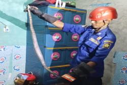 Petugas Damkarmat BPBD Kulonprogo Evakuasi Ular Lanang Sapi di Pengasih