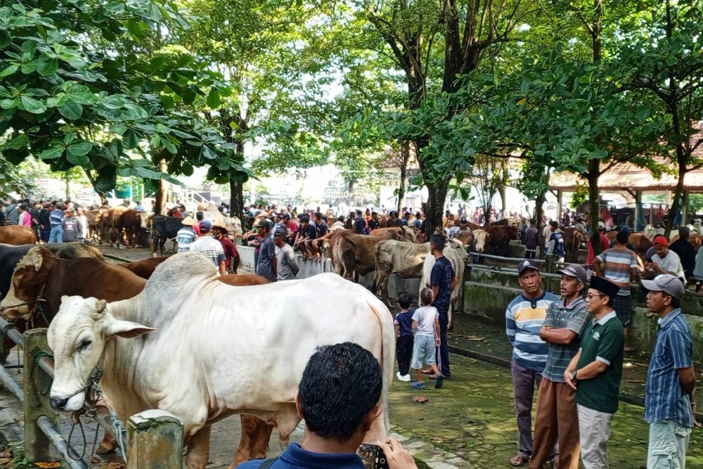 Jelang Iduladha, Harga dan Penjualan Sapi di Pasar Hewan Ambarketawang Sleman Naik 20 Persen