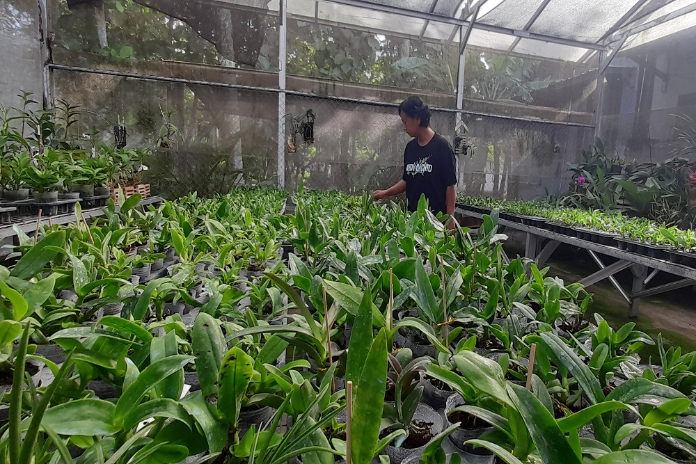 Suami Istri di Bantul Ini Raup Puluhan Juta per Bulan dari Budi Daya Anggrek
