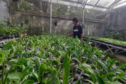 Suami Istri di Bantul Ini Raup Puluhan Juta per Bulan dari Budi Daya Anggrek