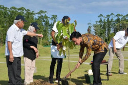 Gibran Tanam Pohon Ulin di IKN, Simbol Ketangguhan dan Harapan