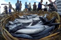 Tahun Ini Target Ikan Tangkap di DIY Mencapai 7.000 Ton, Dislautkan DIY Yakin Bisa Tercapai