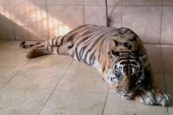 BKSDA Ungkap Penyebab Kematian Harimau Sumatera Si Uni di Jambi