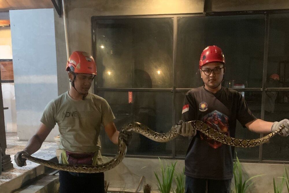 Petugas Damkarmat Sleman Evakuasi Ular Sanca 4 Meter Melingkar di Dalam Kap Mobil