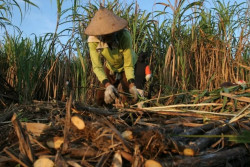 Biofuel dari Tebu Bakal Hadir di Jogja, Begini Tanggapan Warga