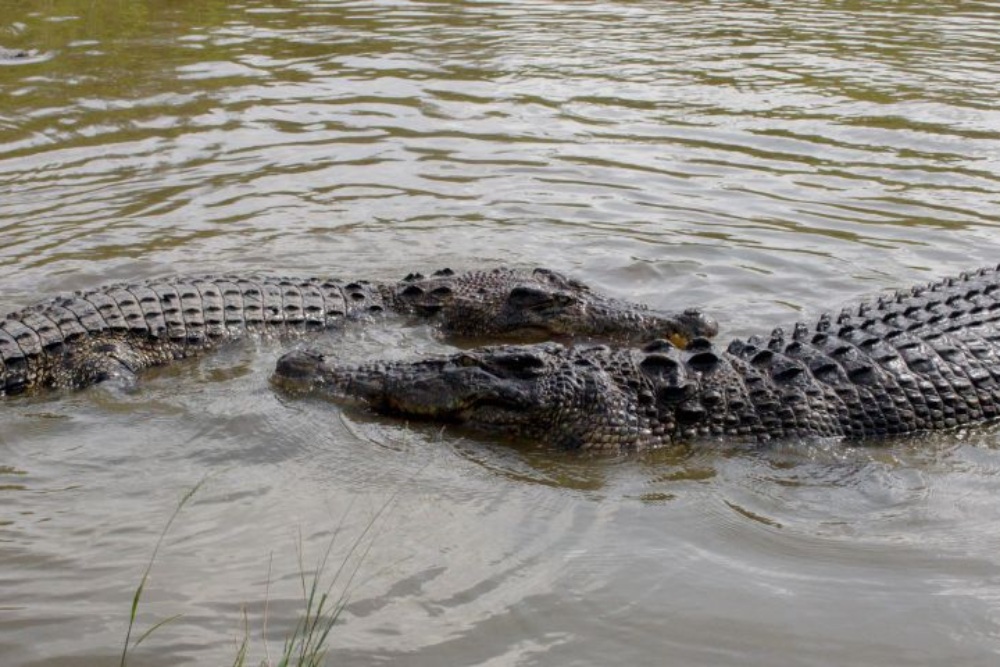 Buaya Kembali Muncul di Sungai Progo Bantul, Warga Diimbau Tak Beraktivitas Sendirian