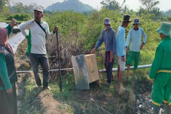 Januari-April 2025, 179 Hektare Lahan Pertanian di Sleman Diserang Tikus
