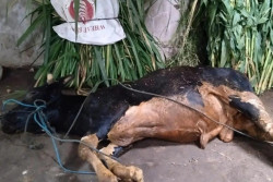 Di Klaten, Ada 7 Ekor Sapi Mati Mendadak Diduga Terkena PMK
