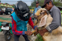 Unik! Ojek Kambing Jadi Ciri Khas di Pasar Hewan Munggi Gunungkidul