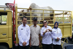 Pemkab Gunungkidul Salurkan Hewan Kurban Iduladha 2025