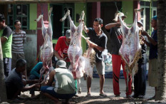 Cegah Insiden Hewan Kurban Lepas, Sekda Sleman Harap Petugas Penyembelihan Terampil